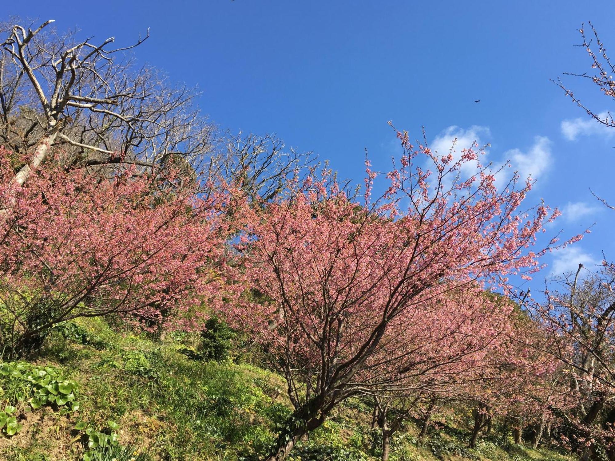 堂ヶ島温泉ホテル 西伊豆町 エクステリア 写真